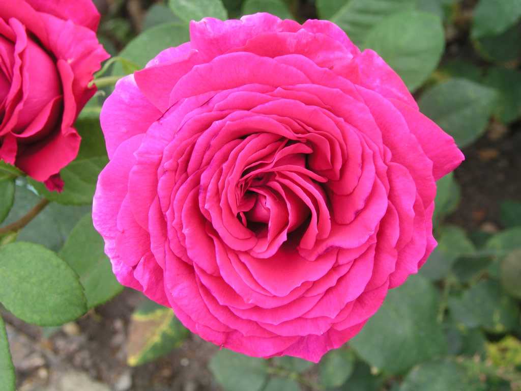 Роза биг перпл (big purple): описание и фото, характеристики, плюсы и минусы сорта + посадка и уход, отзывы садоводов