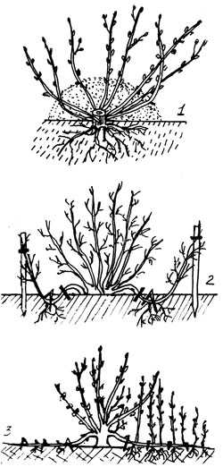 Лапчатка кустарниковая: уход и выращивание