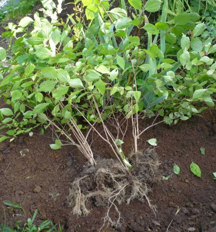 Брахикома выращивание из семян когда сажать на рассаду и семенами в открытый грунт