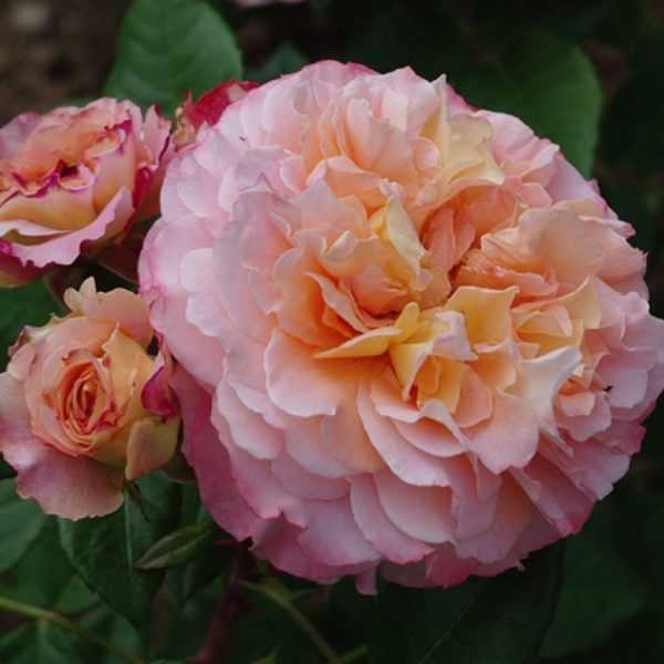 Роза августа луиза: описание и особенности посадки сорта