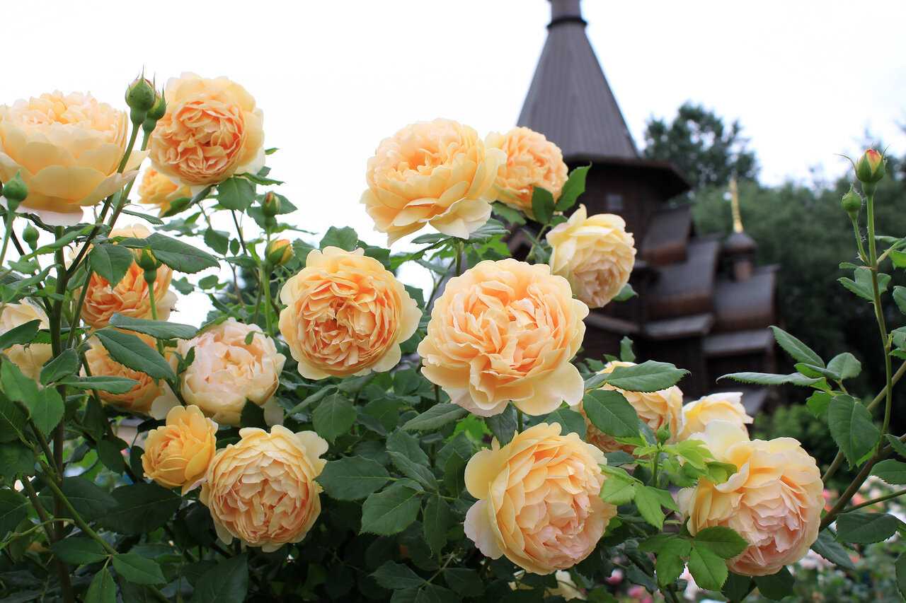 Английские розы: посадка и уход в открытом грунте. виды и сорта английских роз, фото