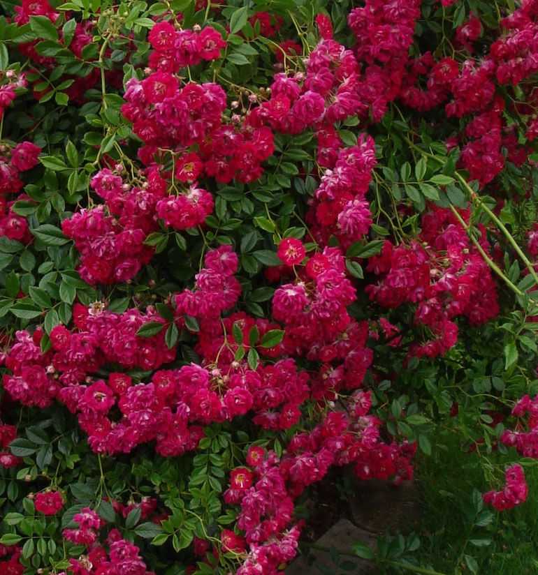 Плетистые розы - рамблеры и клайминги - разновидности, описание сортов, фото