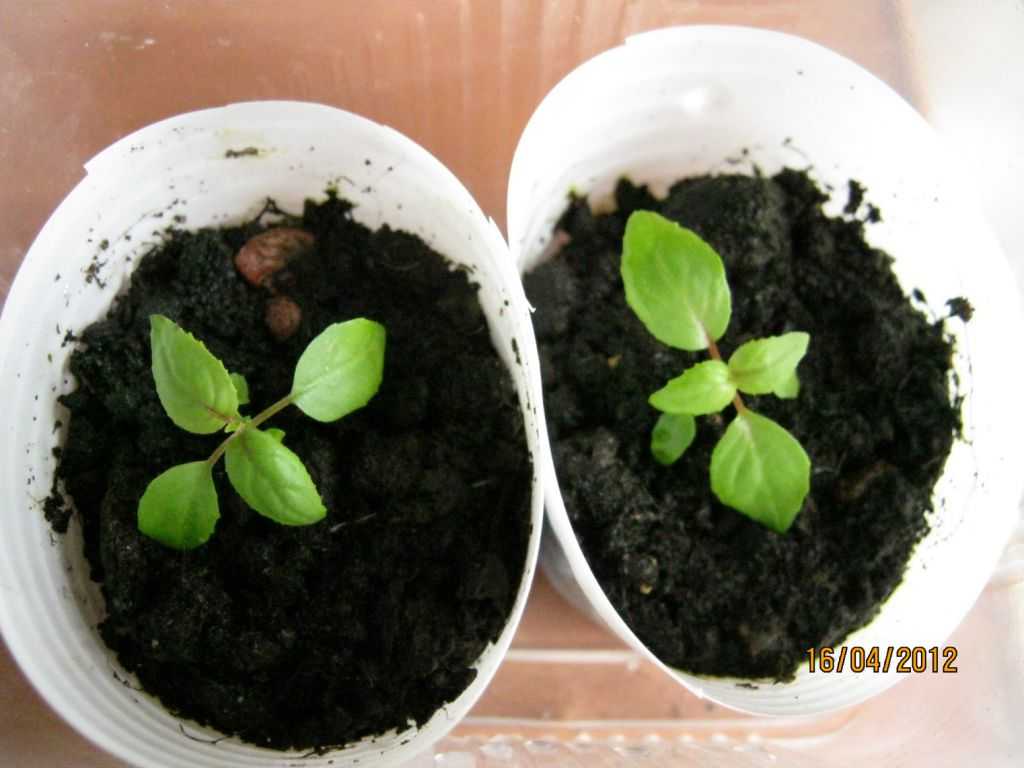 Размножение фуксии: из семян, черенками в домашних условиях