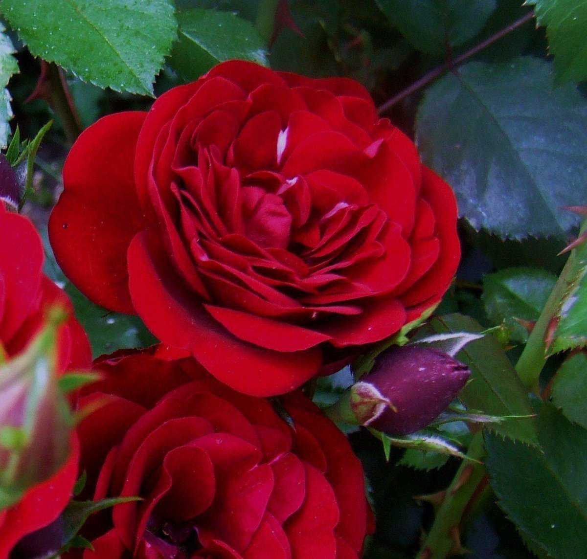 Роза флорибунда сорта, фото, уход, описание