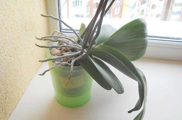 Что делать с корнями орхидеи, которые вылезли из горшка: причины появления