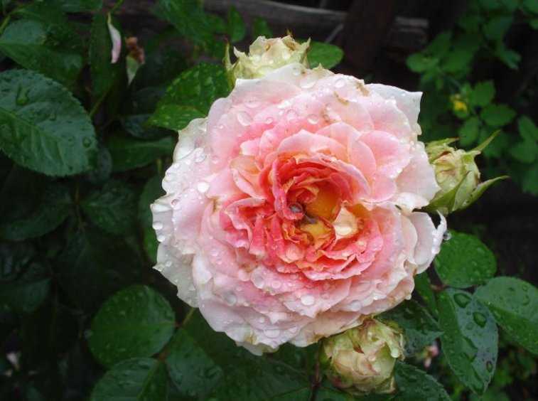 Роза цезарь: особенности сорта и правила выращивания