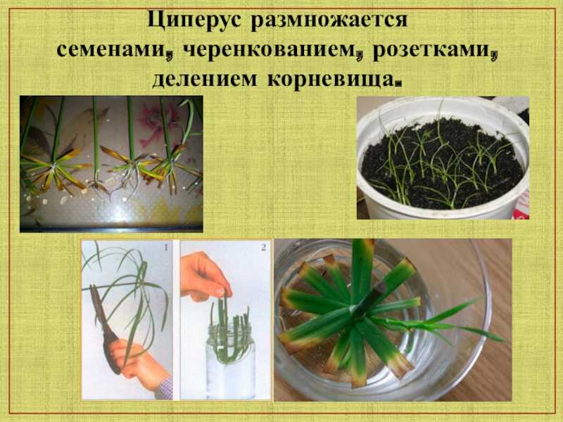 Уход за циперусом, домашним растением, виды: папирус, хелфера, зумула и др.