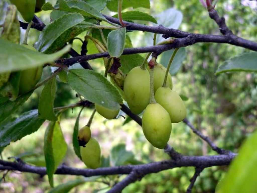 Почему яблоня сбрасывает неспелые плоды и как сберечь урожай