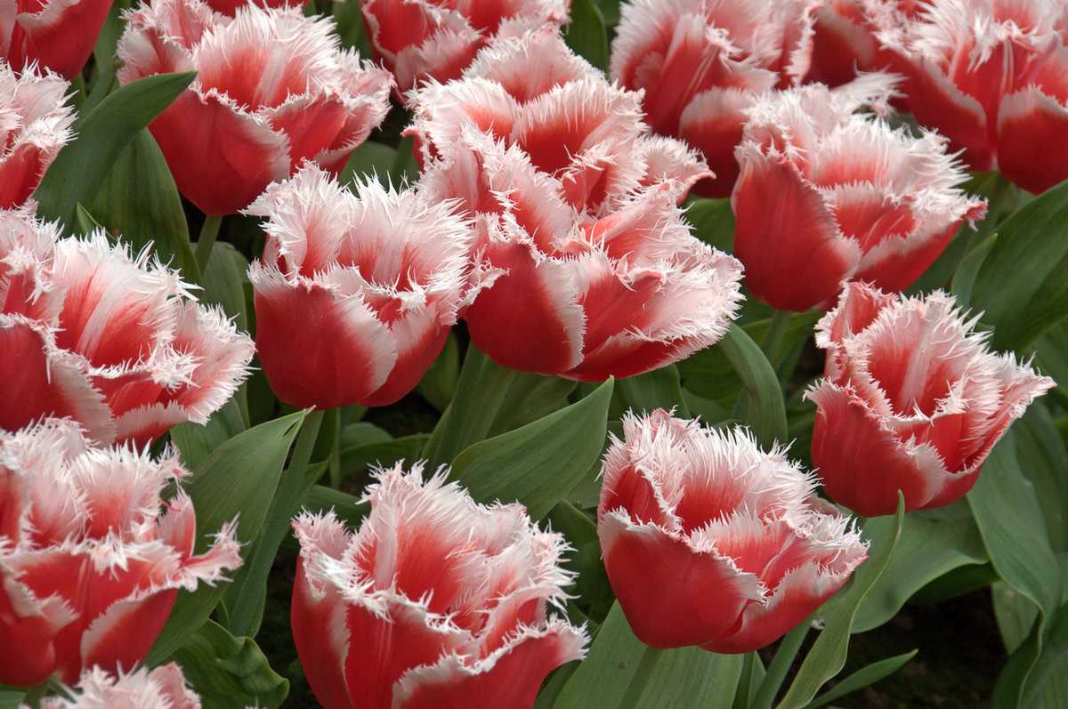 Тюльпан - описание, строение и виды цветка