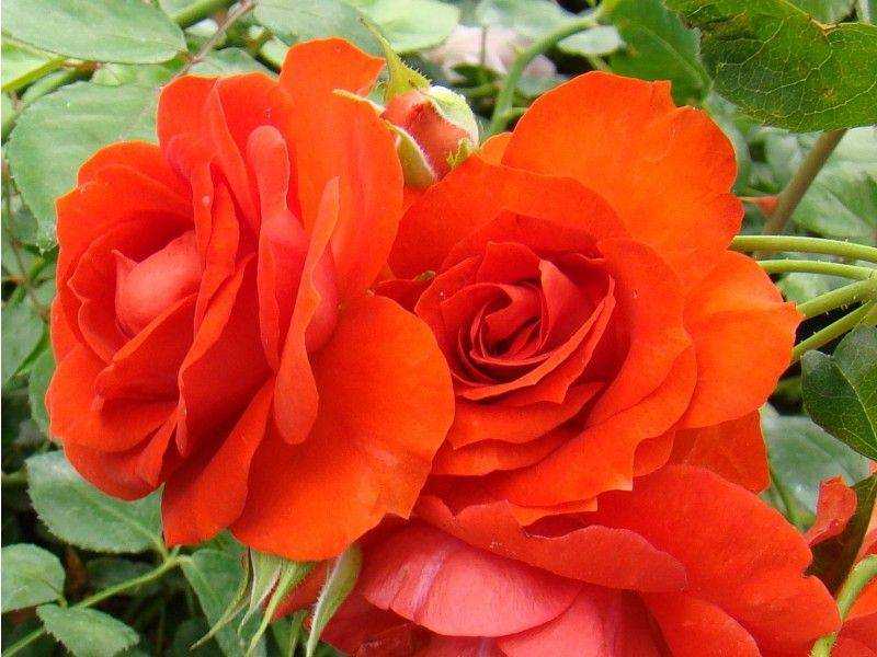 Роза плетистая салита (salita): описание сорта, характеристика, посадка и уход, видео