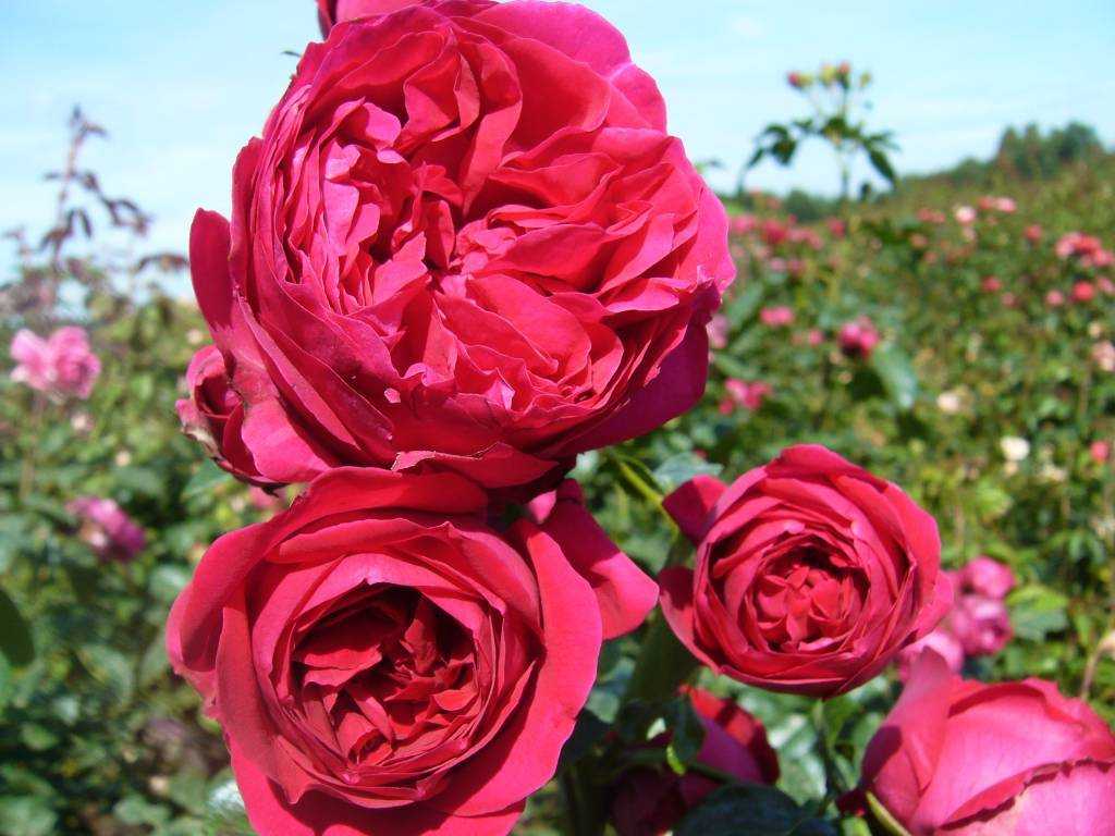 Роза Эрик Таберли Eric Tabarly — характеристики сортового куста, что это за разновидность шраба Нюансы посадки и дальнейшего выращивания плетистой розы, как правильно ухаживать для наступления периода цветения