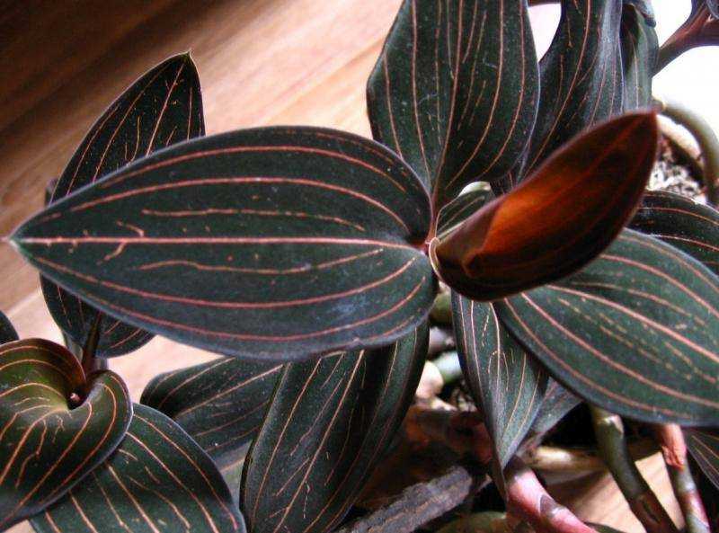 Орхидея лудизия: фото и подробное описание "драгоценного" растения, виды и правила ухода в домашних условиях