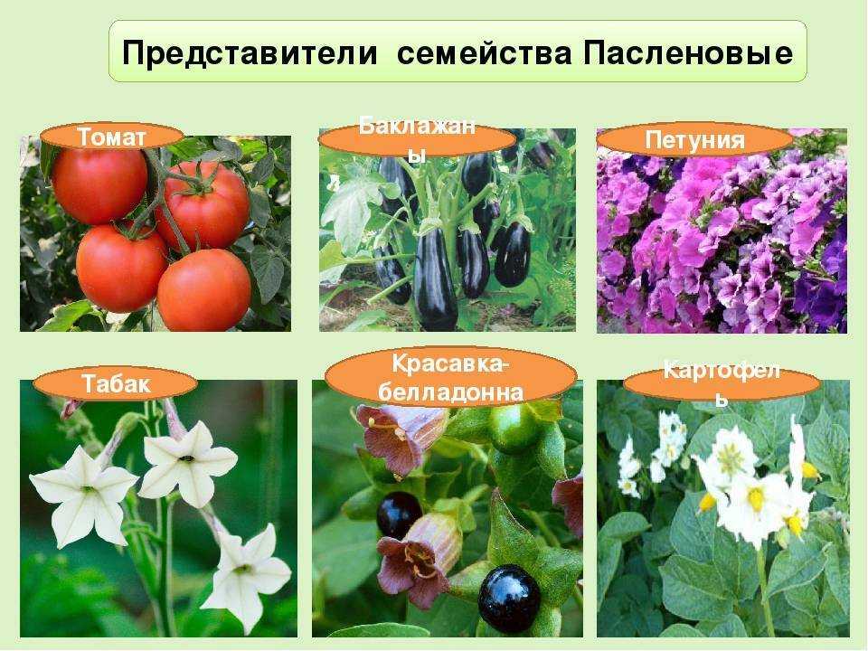 ᐉ растения семейства пасленовые: особенности выращивания, виды – плодовые и декоративные - roza-zanoza.ru