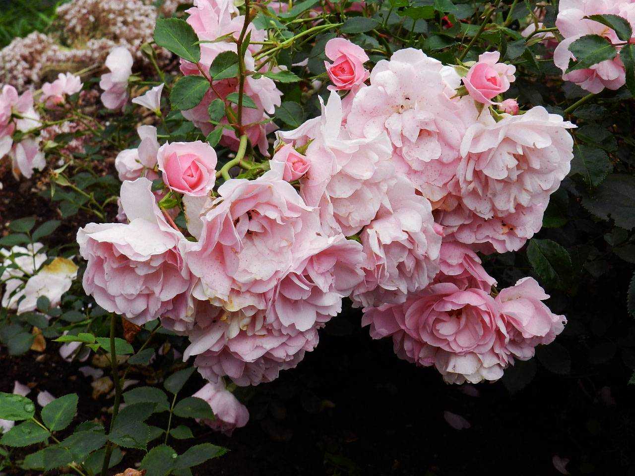 Роза флорибунда - сорта, посадка и уход за растением 2019.