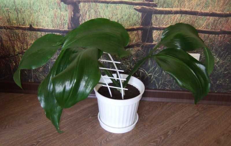 Эухарис (амазонская лилия): уход в домашних условиях, фото, пересадка, цветение