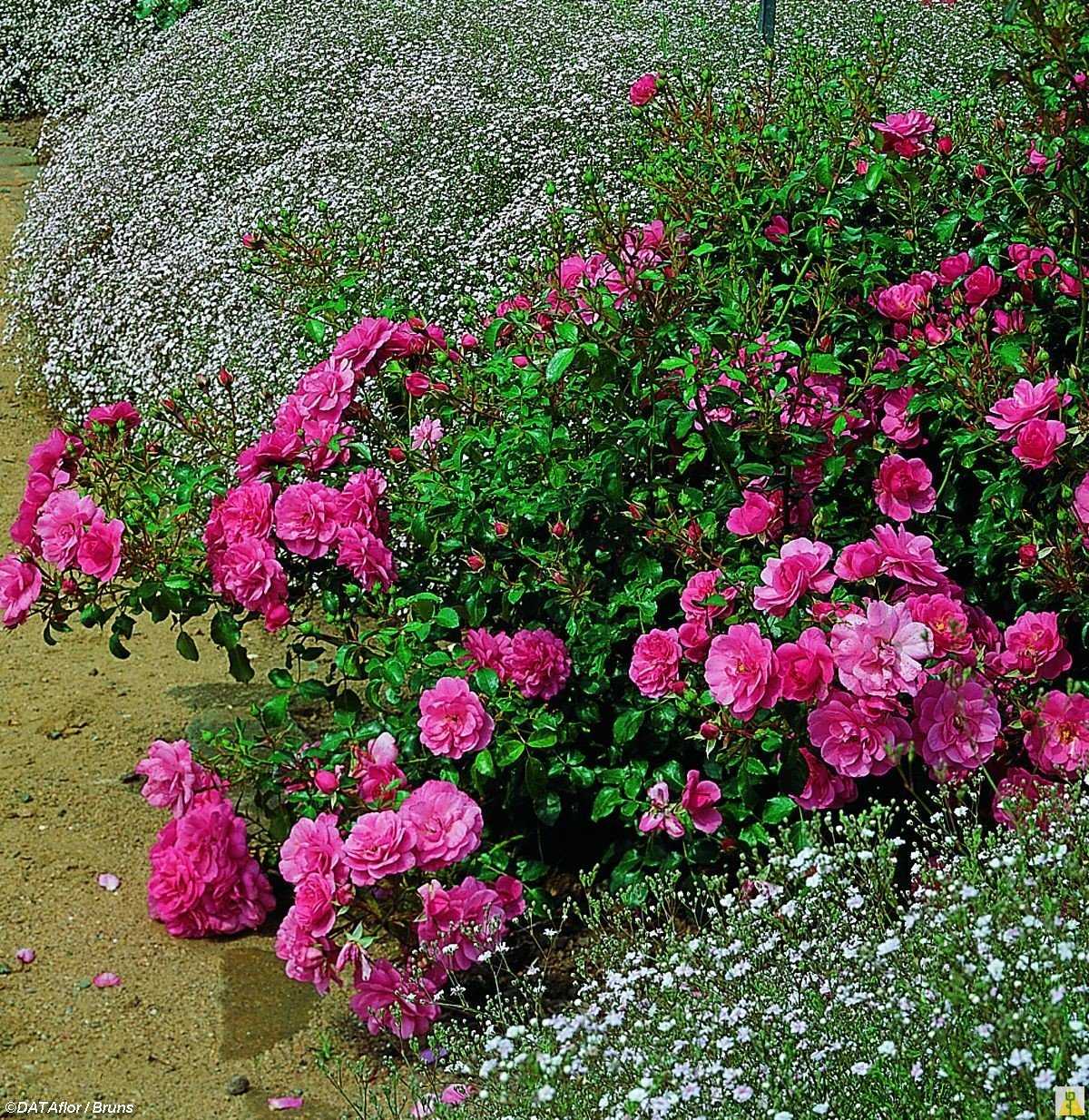 Полиантовая роза: описание, особенности ухода и выращивания, правила пересадки, фото - sadovnikam.ru