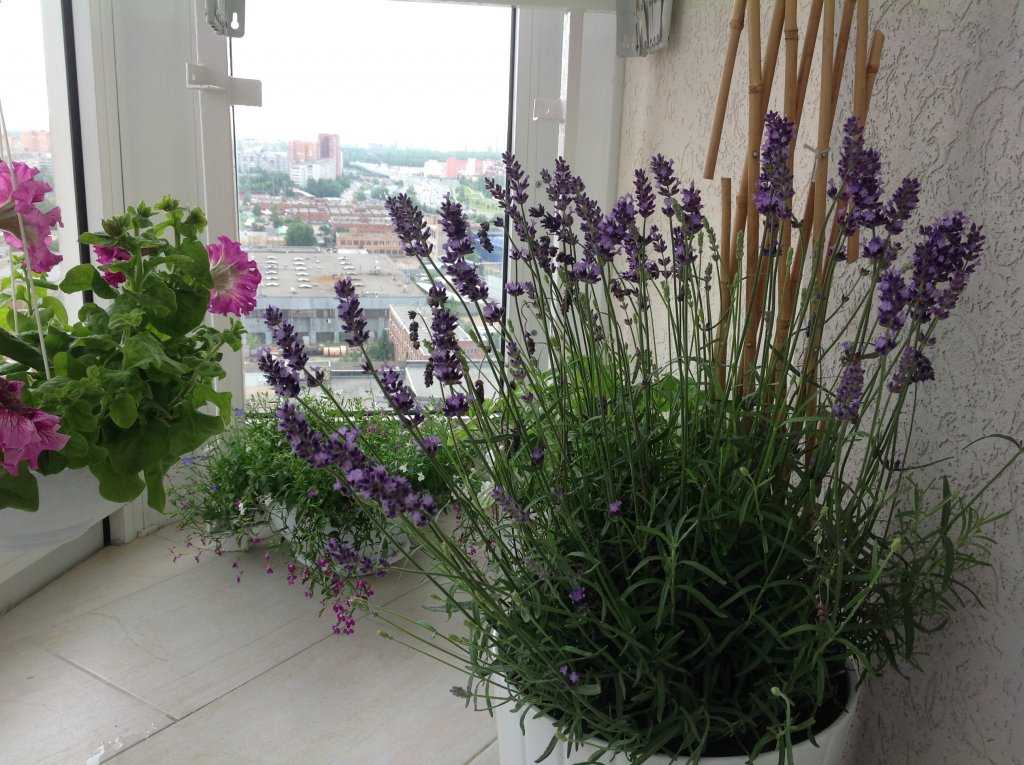 Цветы лаванды: выращивание из семян в домашних условиях и рассада