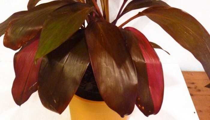 Неприхотливое тропическое растение кордилина прямая: правила ухода в домашних условиях