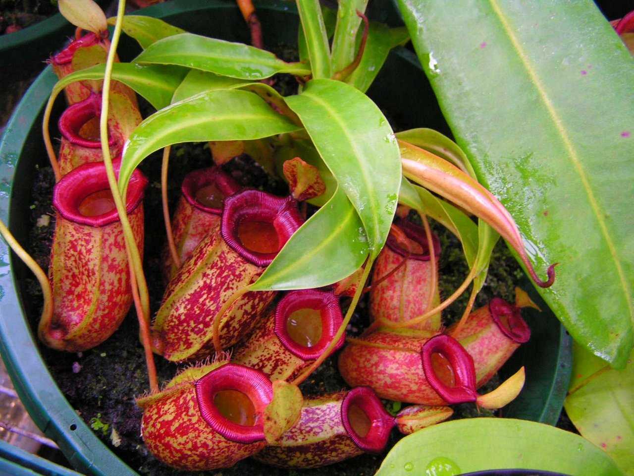 ᐉ растение непентес: уход в домашних условиях, фото кувишочника и описание выращивания - roza-zanoza.ru