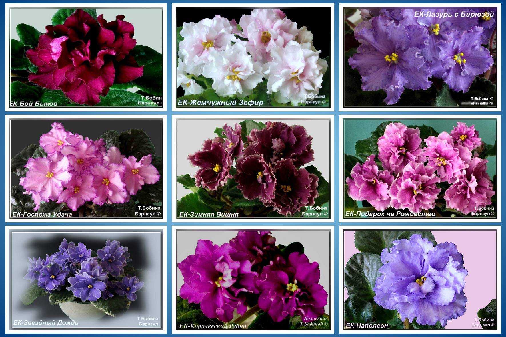 Цветы фиалки (54 фото): фиолетовые, разновидности комнатных, виды в интерьере, какие бывают, особенности строения, видео