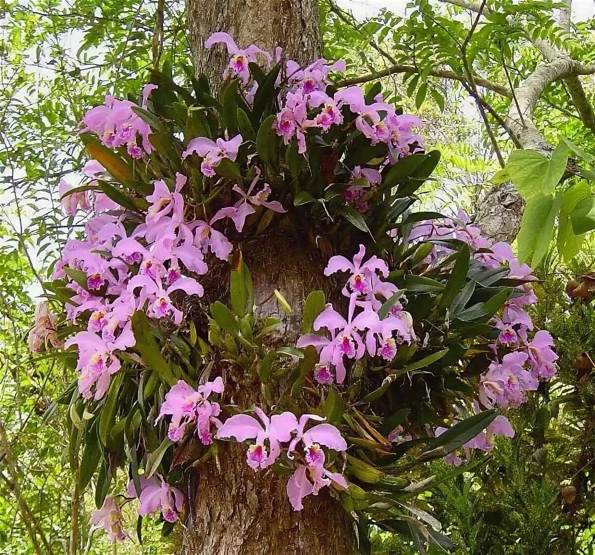 Красавица орхидея в природе: жизнь фаленопсиса в диких условиях и отличия от домашнего цветка