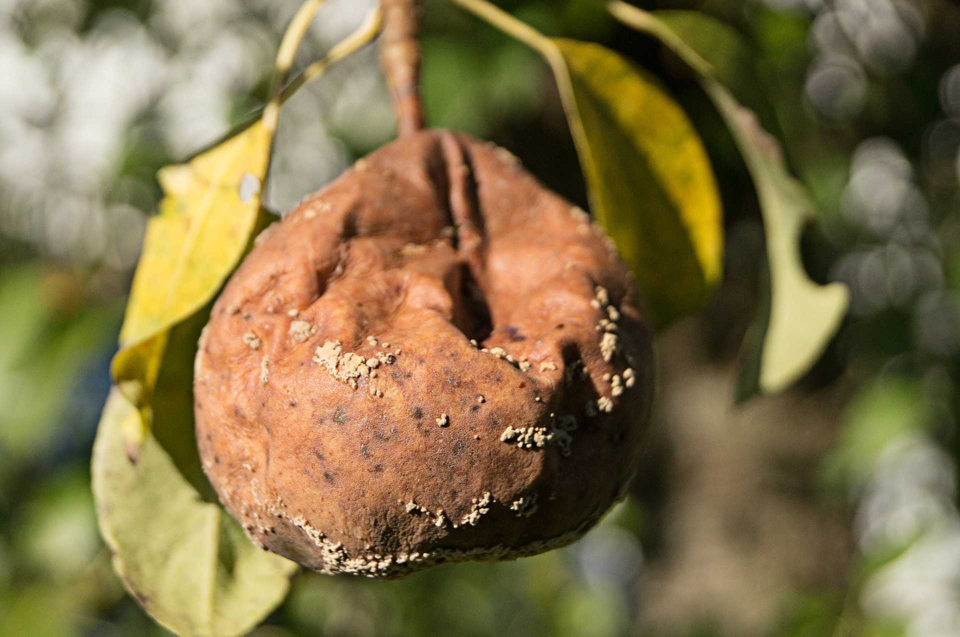 Почему яблоки гниют прямо на дереве и что делать: плодовая гниль – монилиоз – 4 сезона огородника