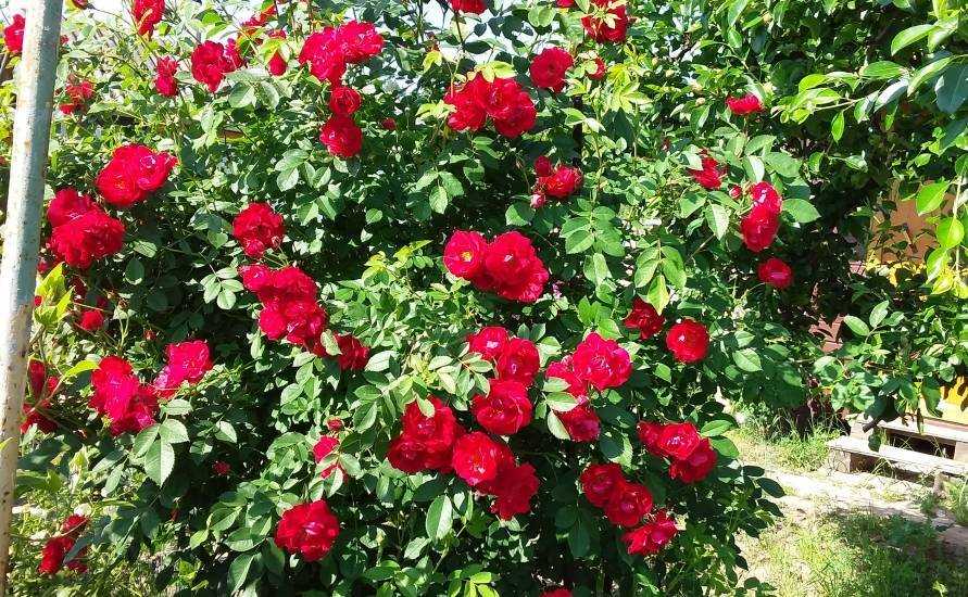 Розы канадские сорта фото описание: парковые, плетистые