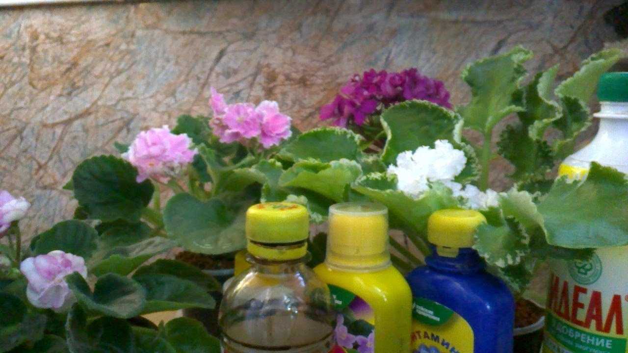 10 возможных причин отвечают на вопрос: почему узамбарская фиалка не цветет?