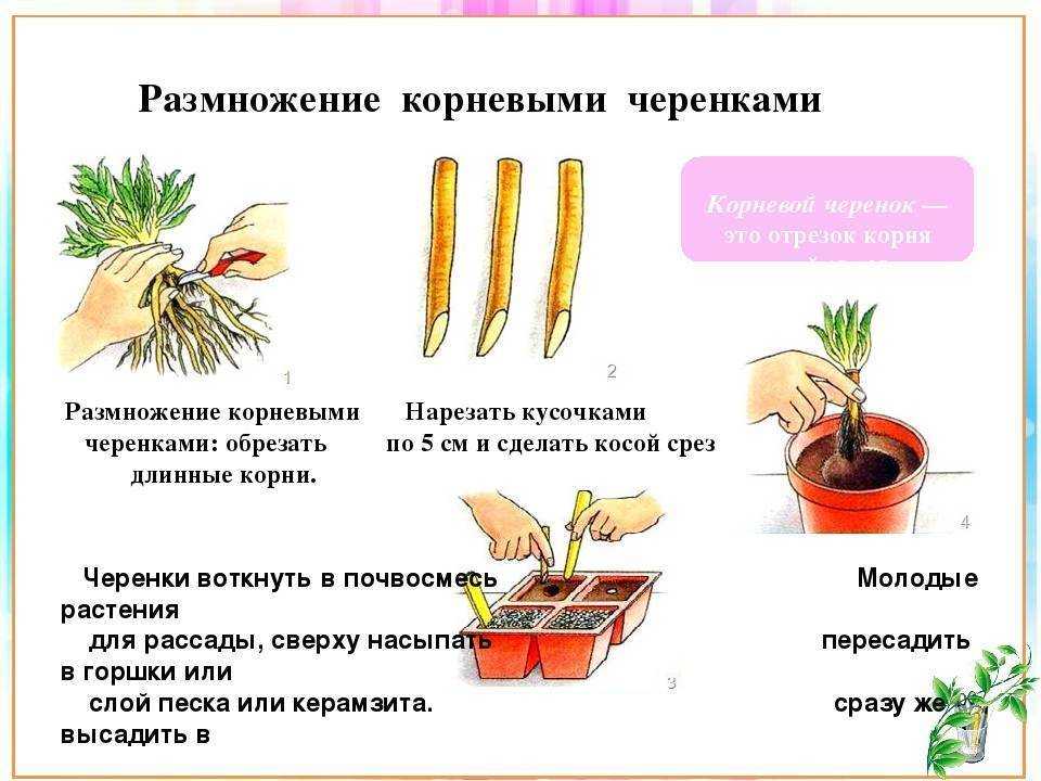 Декабрист: размножение в домашних условиях, особенности ухода, фото - sadovnikam.ru