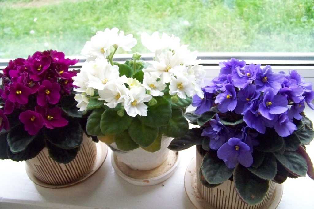 Нежные цветы фиалки: разновидности комнатных растений