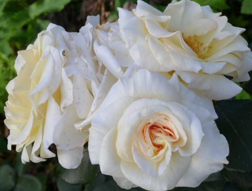 Надо ли на зиму обрезать плетистую розу. особенности обрезки плетистых роз | дачная жизнь