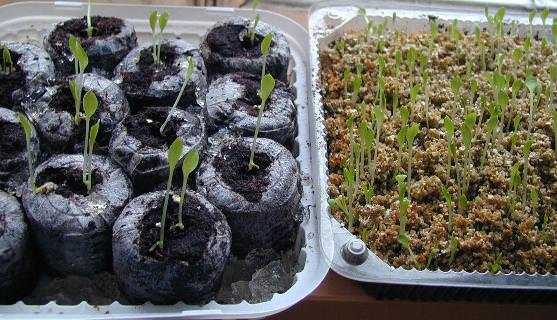 Уход и выращивание барбариса