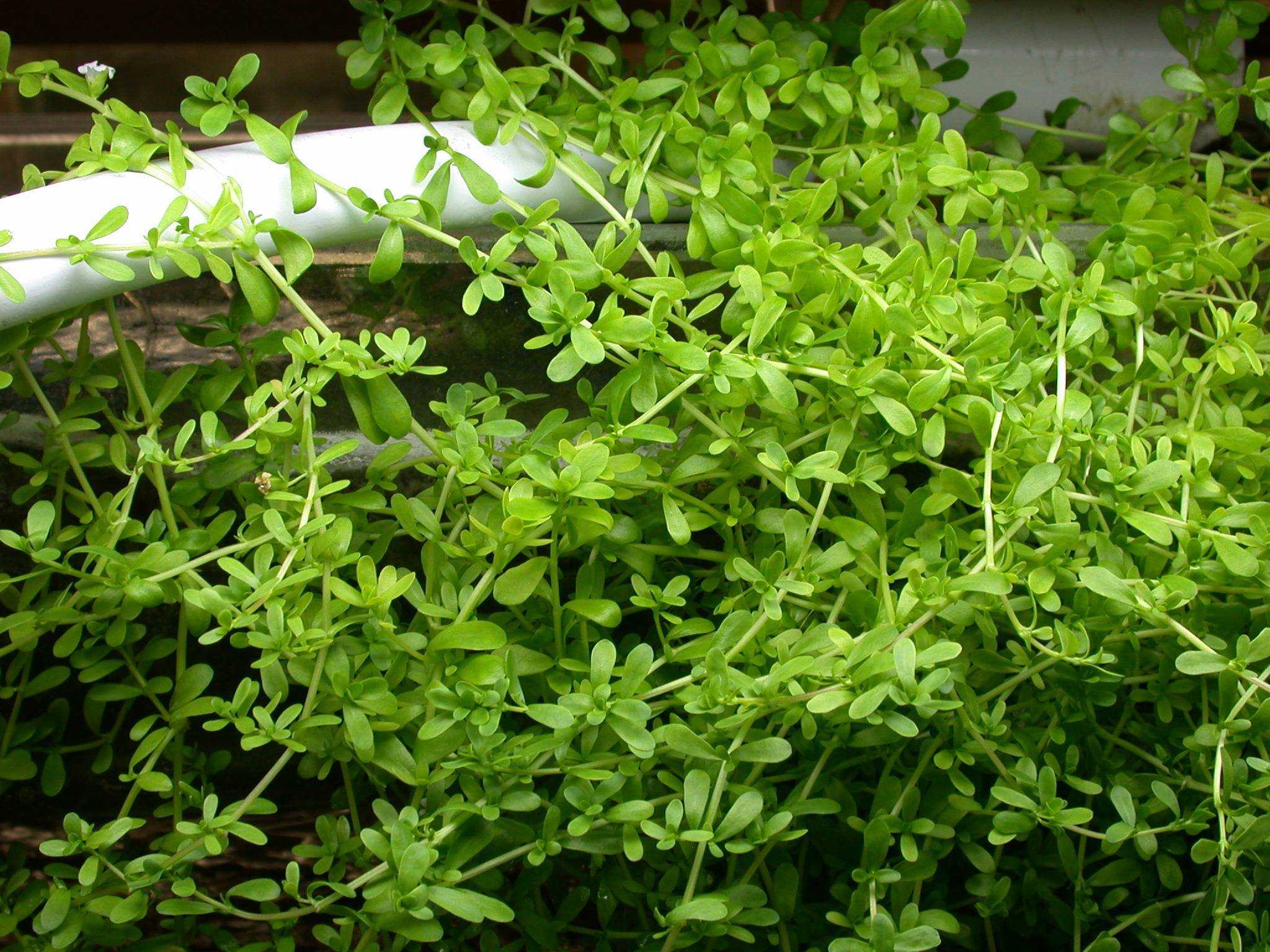 Бакопа: уход и выращивание, правила содержания растения в помещении