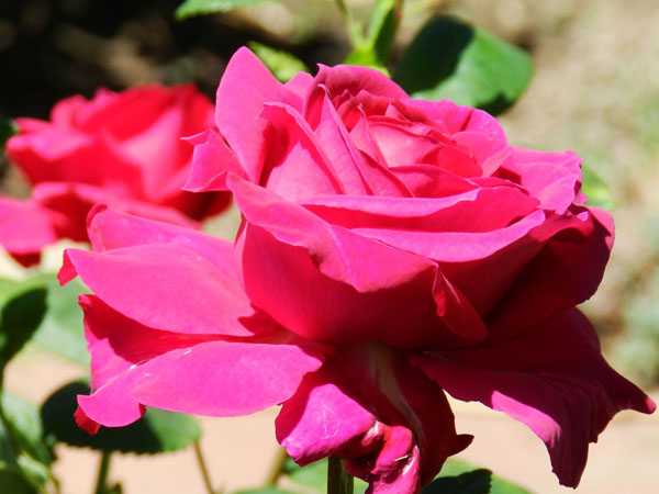 Выращивание чайно-гибридной розы сорта биг перпл и её применение в дизайне сада