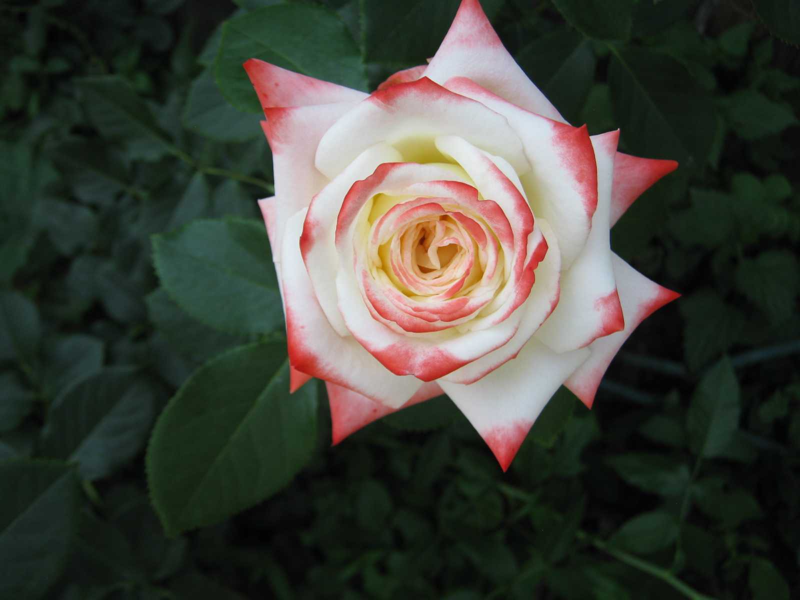 Роза императрица фарах: фото и описание, отзывы