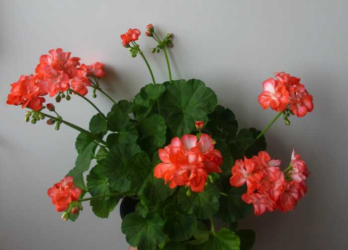 Розебудная пеларгония (rosebud pelargonium)