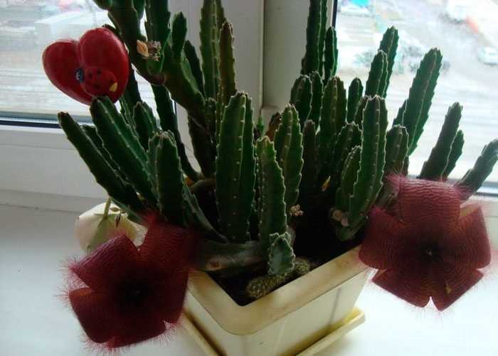 Стапелия (stapelia). уход, цветение, размножение дома. | floplants. о комнатных растениях