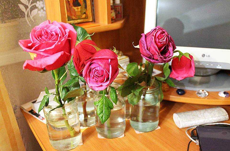 Как сохранить букет роз в вазе на долгий срок