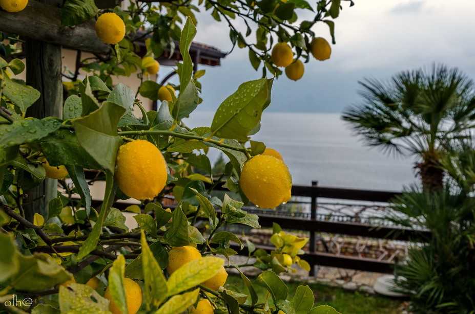 Лимон мейера - как вырастить комнатный лимон дома, как правильно посадить и осуществлять уход, видео