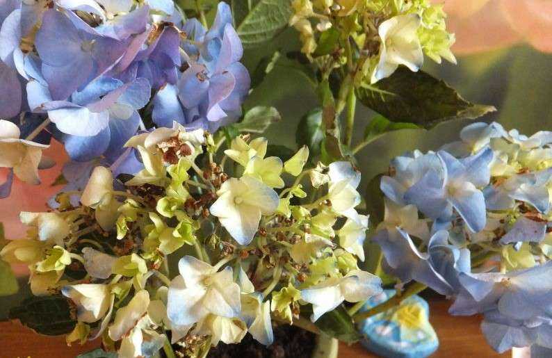 Яркая гортензия, меняющая цвет. как сделать растение голубым или розовым?