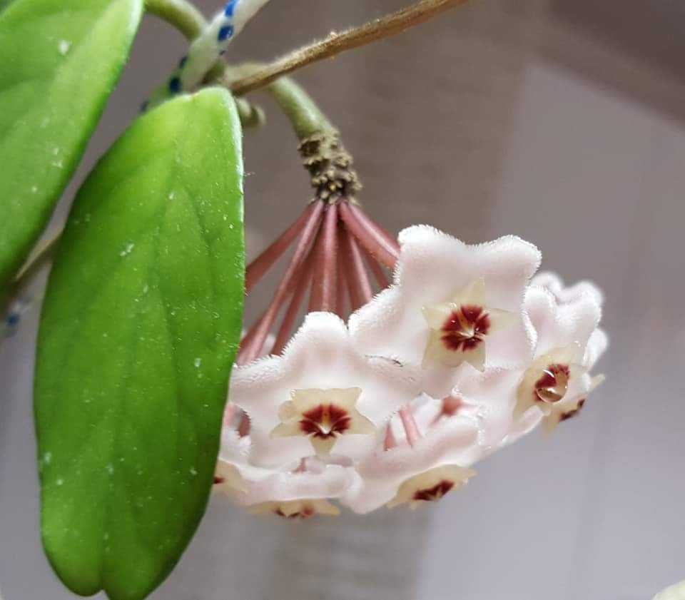 Хойя, или восковой плющ: можно ли держать цветок дома