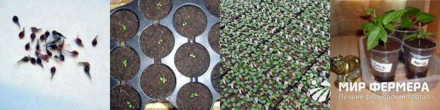 Клематисы из семян: посадка и уход в открытом грунте или в домашних условиях в 2022 году на гудгрунт