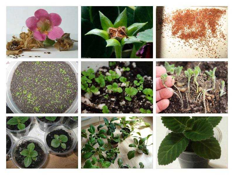 Красавица глоксиния: размножение семенами и листом