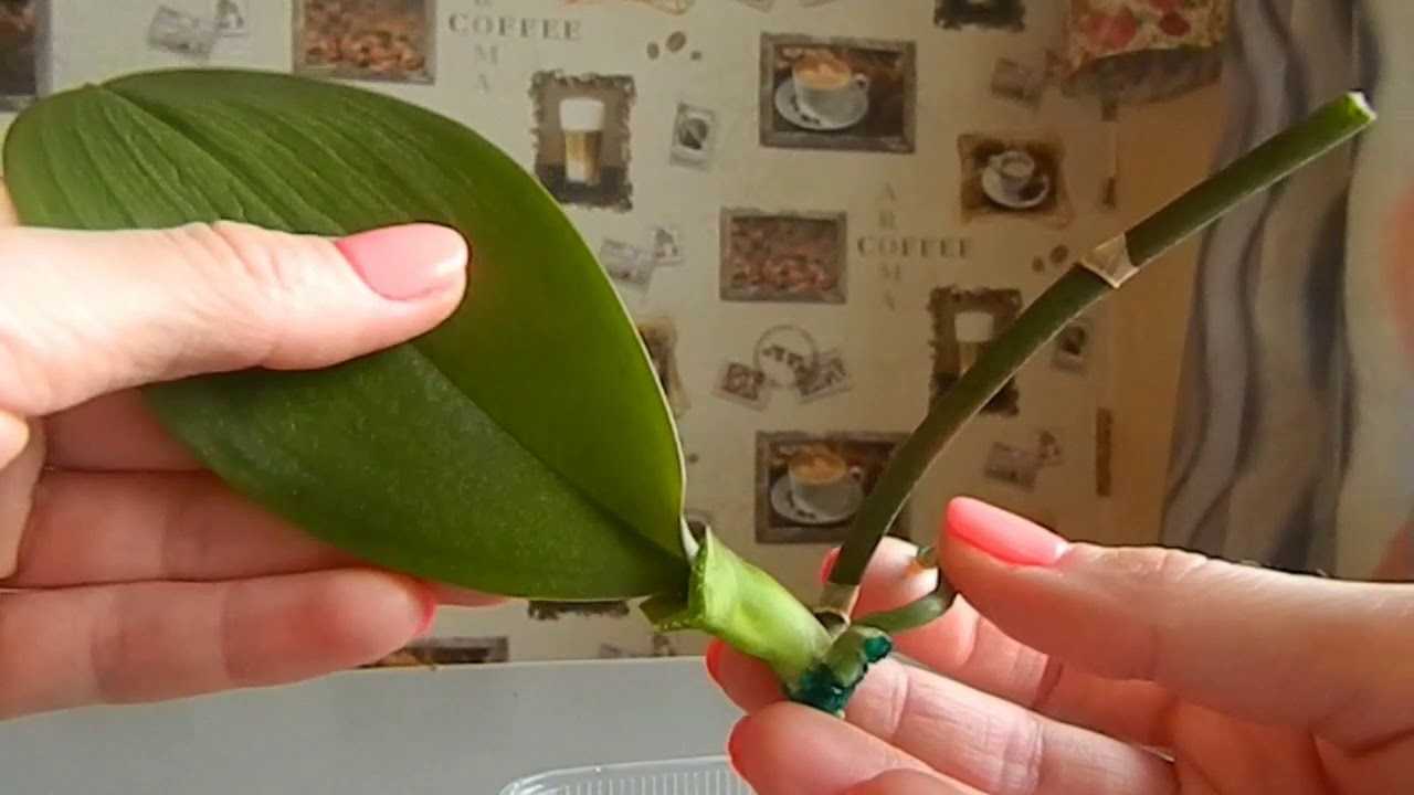 Что делать, если у орхидеи вялые листья: методы быстрой реанимации