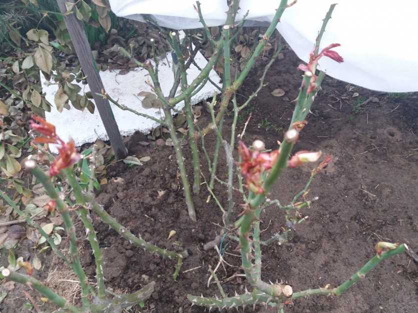 Обработка роз весной после открытия: от вредителей и болезней