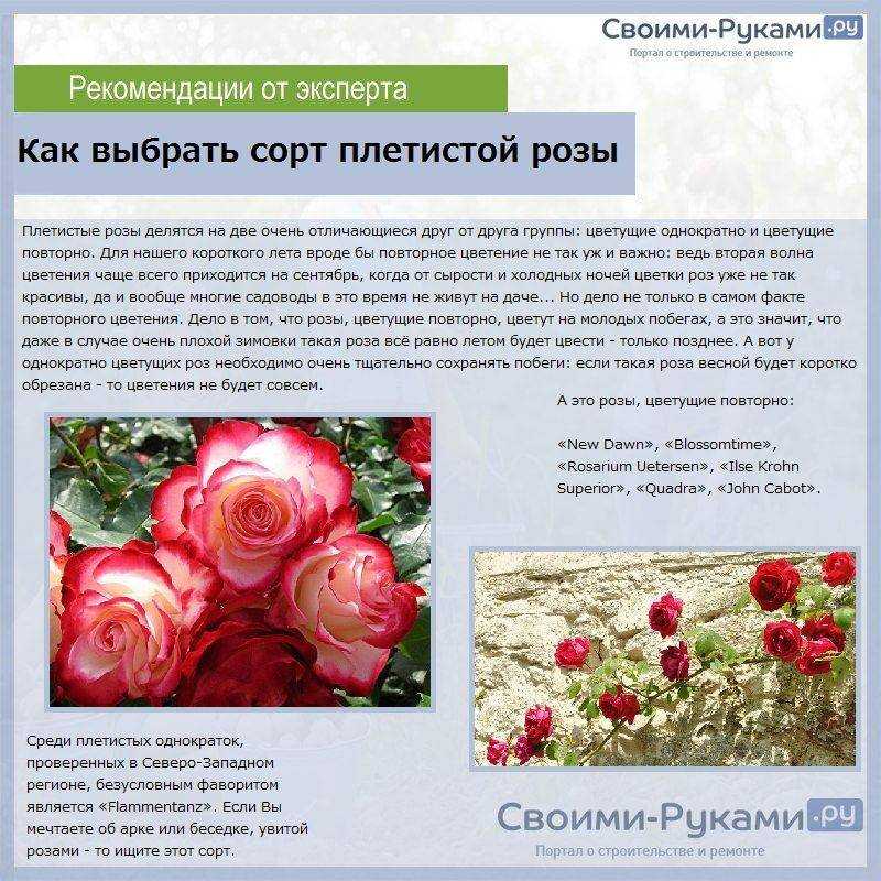 Шрабы (розы): описание, фото, посадка, уход :: syl.ru