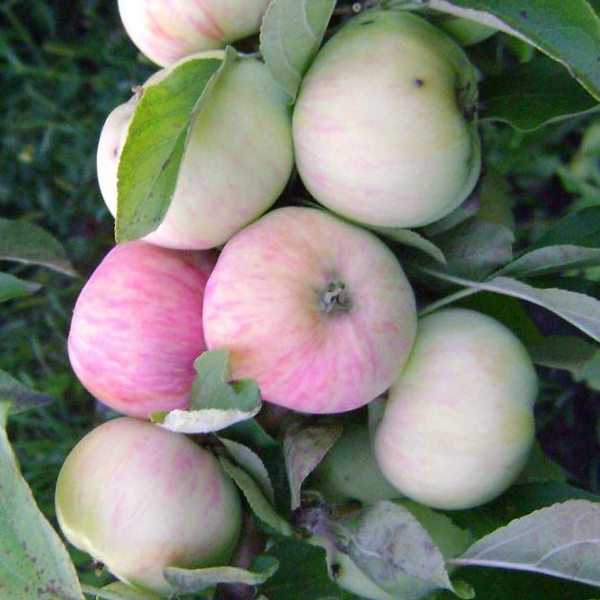 Яблоня грушовка московская: описание, характеристики, урожайность