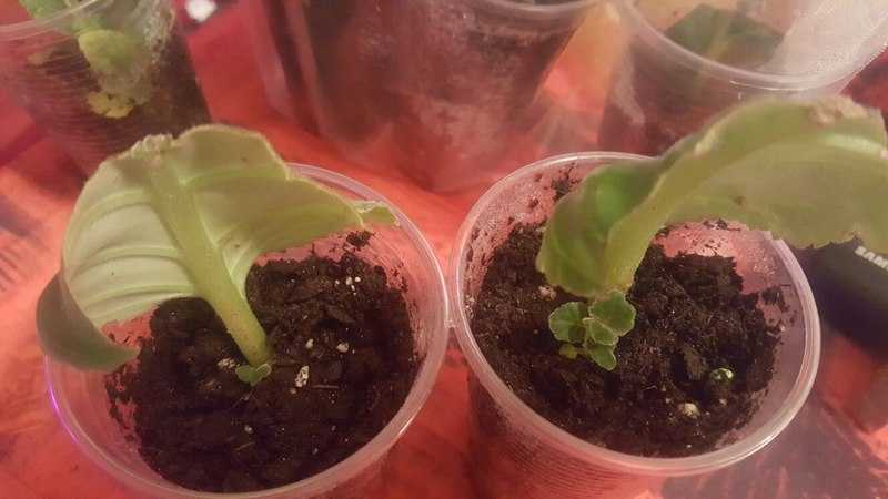 Выращивание глоксинии из семян в домашних условиях - посадка и уход