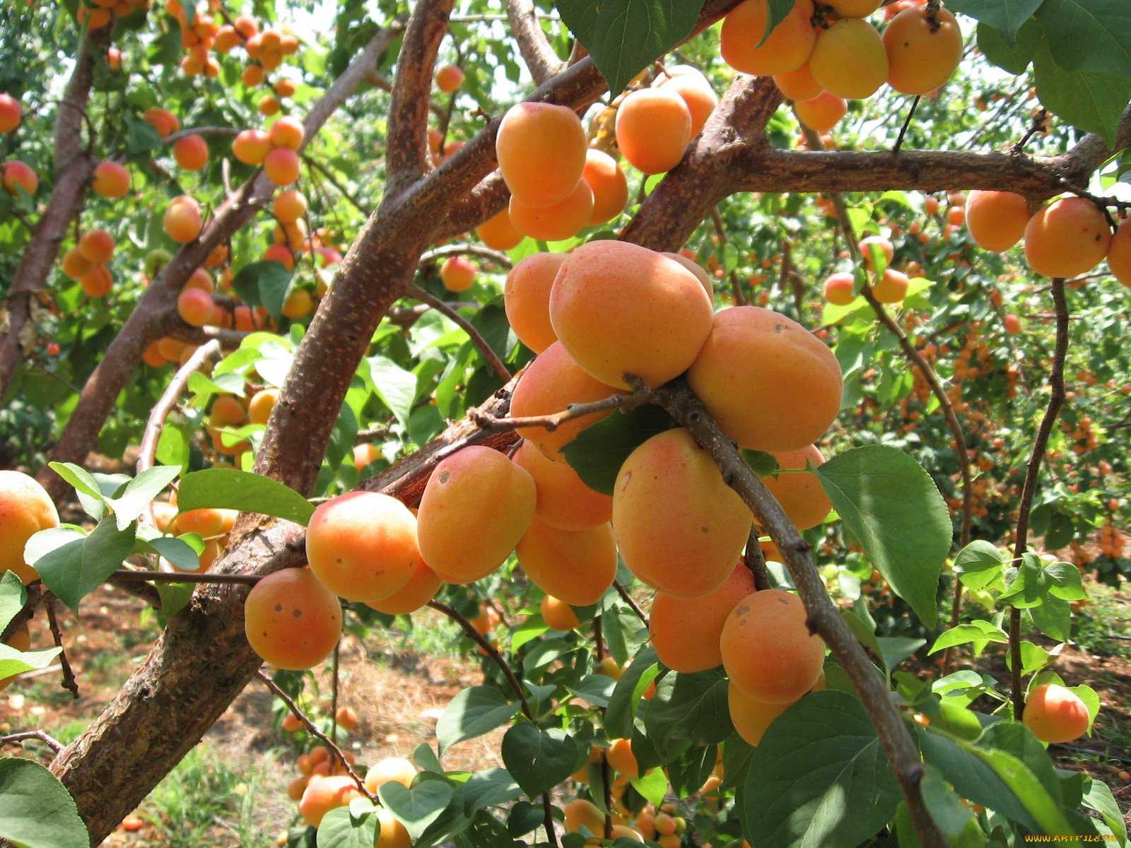 Способы как правильно сажать абрикосовое дерево в грунт весной, урожайность абрикоса