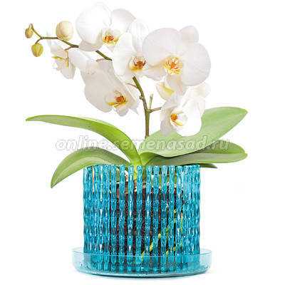 Горшок для орхидеи - как выбрать прозрачные и стильные вазы и горшки для орхидей (145 фото и видео)